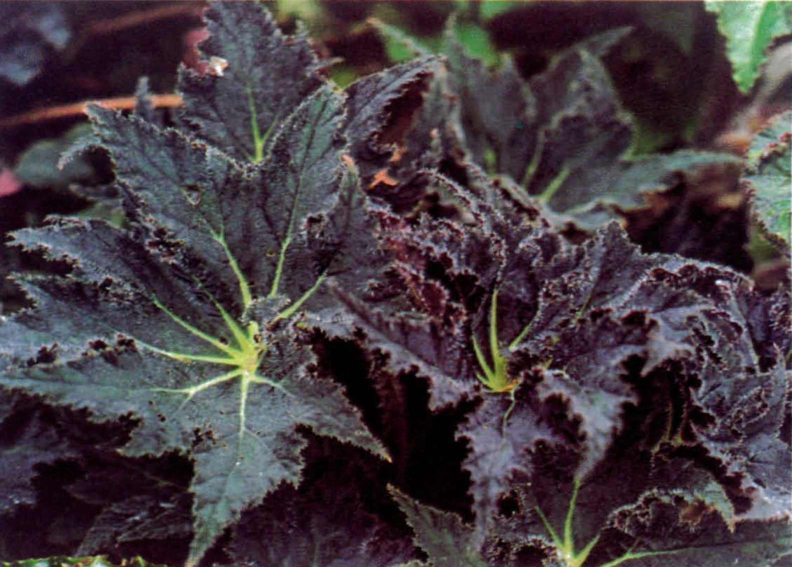 B. ‘Curly Stormy Night’